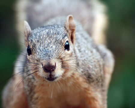 Close-up portrait of a squirrelの写真素材