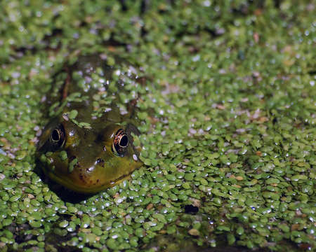 Picture of a green frog in a pond filled with green vegetationの写真素材