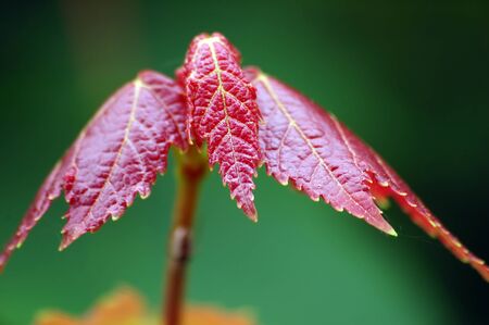 Close-up of a young and red maple leafの写真素材