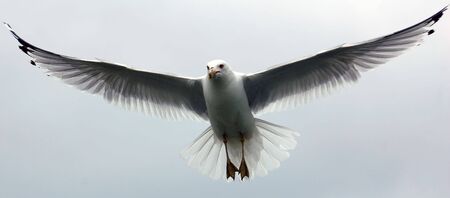 A picture of a seagull in flight against a white skyの写真素材