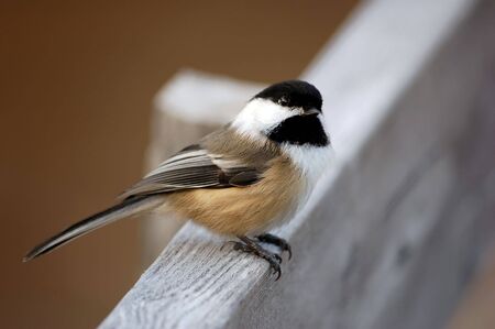 A picture of an Black-capped Chickadee on an hand-railの写真素材