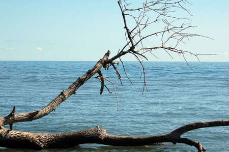 View of a dead tree by the side of a big lakeの写真素材