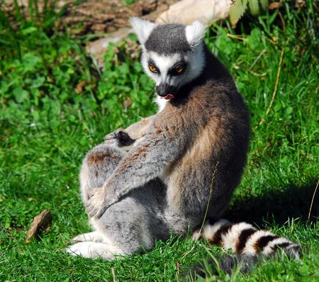 Portrat of a Ring-tailed Lemur (Lemur catta)
