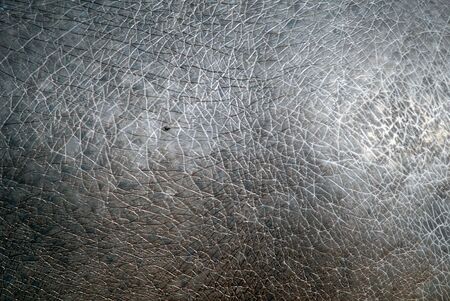 Close-up picture of the skin of an hippopotamusの写真素材