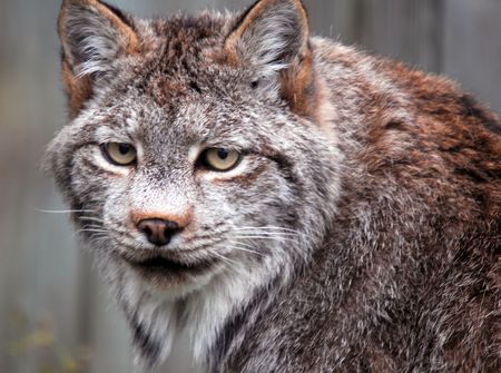 Close-up portrait of a Canadian Lynx (Lynx canadensis)の写真素材