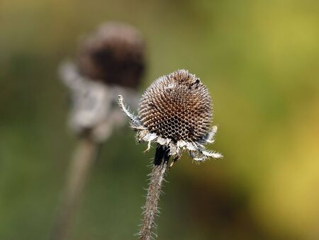 Close-up picture of a wild plant in autumnの写真素材