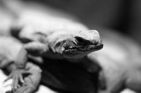 Close-up picture in black and white of a lizard の写真素材