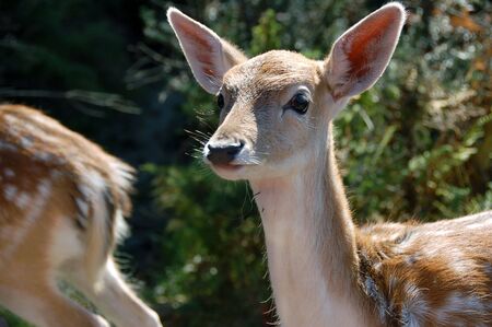 Picture of a beautiful Fallow Deer (Dama dama) in a colorful forestの写真素材