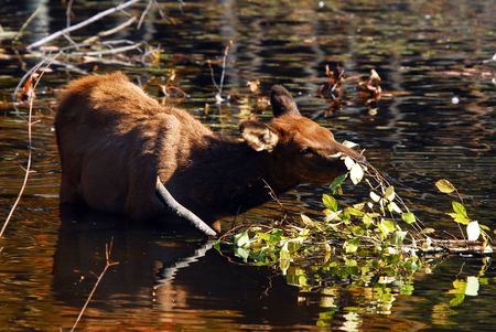 A female elk (Cervus canadensis) eating some leaves in a lakeの写真素材