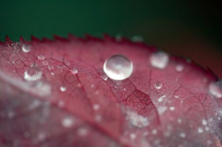Close-up picture of some very small water droplets on a leafの写真素材