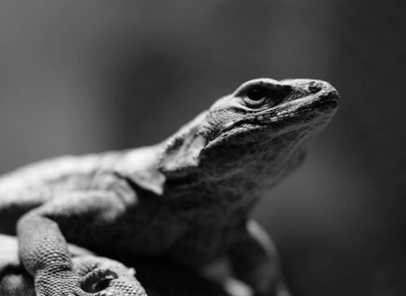 Close-up picture in black and white of a lizard の写真素材