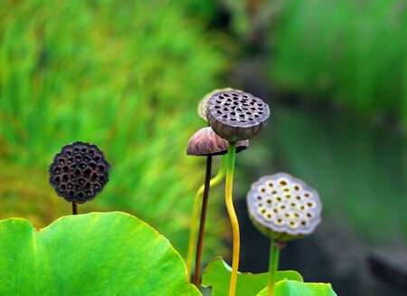 Picture of some plants in a Japanese Gardenの写真素材