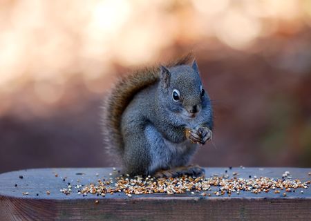 A picture of a North American red squirrel (Tamiasciurus hudsonicus) eating some seedsの写真素材