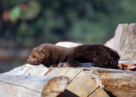Picture of an American Mink (Mustela vison) on a pile of woodの写真素材