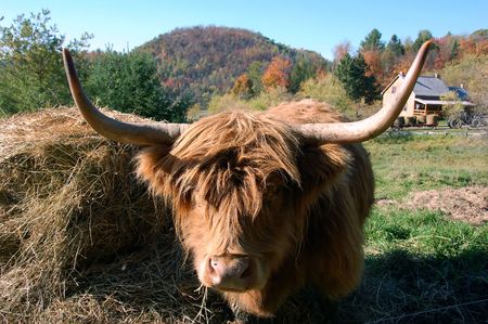 Close-up picture of an Highland Cow with an old farm behindの写真素材