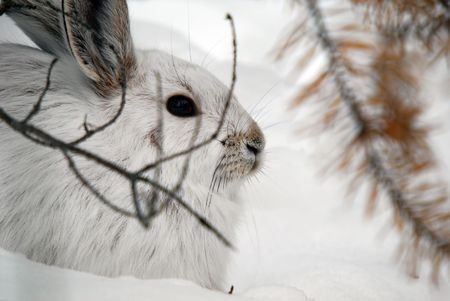 A white Snowshoe Hare in Winterの写真素材