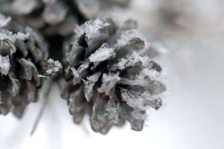 Close-up picture of a frozen pine coneの写真素材