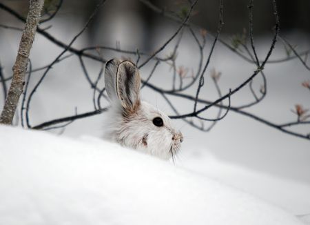A white Snowshoe Hare in Winterの写真素材