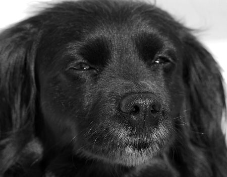 Close-up Portrait of a Black Dogの写真素材