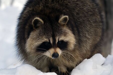 Close-up picture of a Raccoon in Winterの写真素材