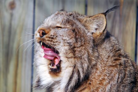 Close-up picture of a canada Lynx in captivityの写真素材