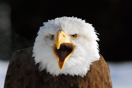 Close-up picture of an American Bald Eagleの写真素材