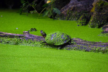 Snapping turtle on a wooden logの写真素材