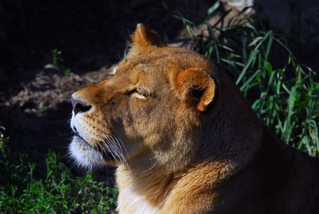 Close up portrait of a female lionの写真素材