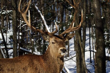 Wild elks in winterの写真素材
