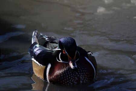 Picture of a beautiful Wood Duck swimming in a pondの写真素材
