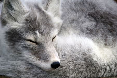Close-up portrait of an Arctic Fox while he is sleepingの写真素材