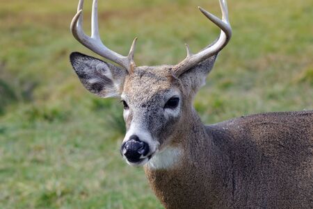 Portrait of a nice youg whitetail buckの写真素材