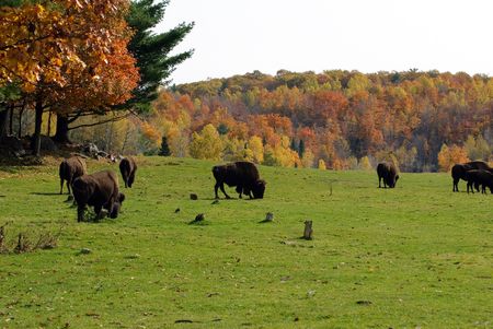 Picture of a small bison herd in the Fall seasonの写真素材