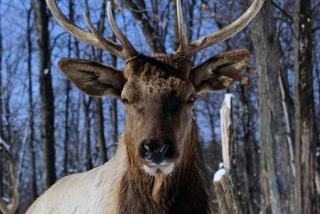 Wild elks in winterの写真素材