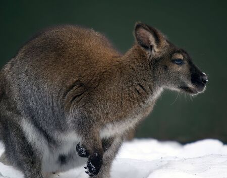 Picture of a Kangaroo in a snowy environmentの写真素材