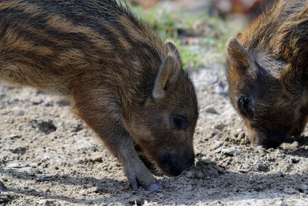 Close-up picture of two wild boar eatingの写真素材