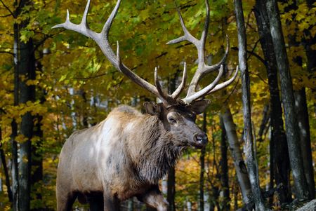 Close-up portrait a a Wapiti in the Autumn seasonの写真素材