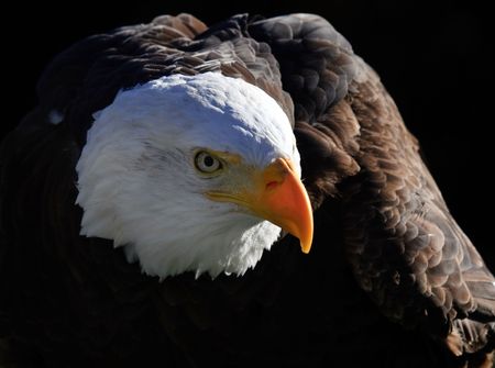 Close-up portrait of an American Bald Eagle on a sunny dayの写真素材
