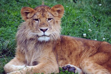 Closeup picture of a young male lion resting in the grassの写真素材