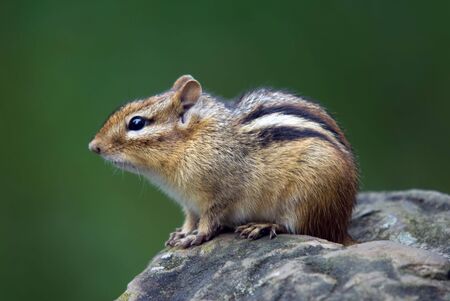 Closeup picture of an Eastern Chipmunk on a rockの写真素材