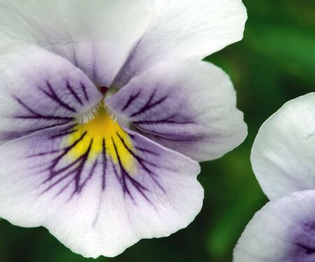 Closeup picture of some wild purple Viola tricolorの写真素材