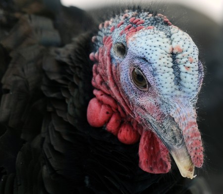 Close-up portrait of a young wild turkey