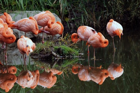 Picture of a few colorful pink flamingos in waterの写真素材