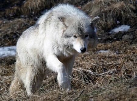 Picture of a beautiful gray wolf on a sunny dayの写真素材