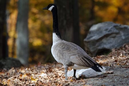 Picture of a Canada Goose in a forest in Autumnの写真素材
