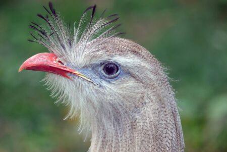 Close up portrait of an exotic birdの写真素材