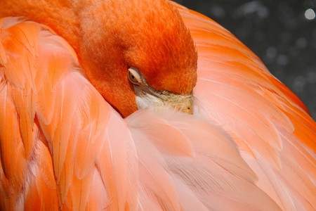 Picture of a colorful pink flamingoの写真素材