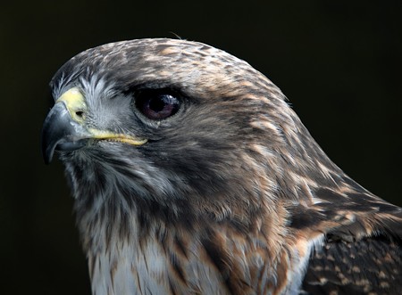 Close-up portrait of red tailed hawkの写真素材