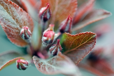 Close up picture of crabapple flower bud getting ready to bloomの写真素材