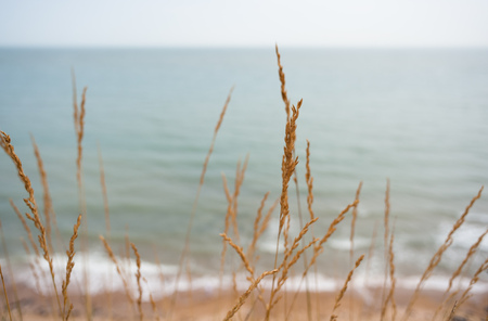 Dry stems of tall grass are in focus in the foreground, with a sandy beach and the green water of the English Channel behind.の写真素材